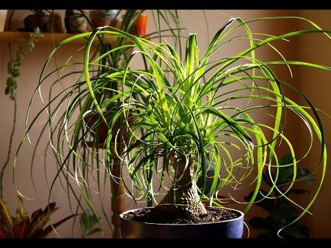Видео: комнатные растения в январе - 2019 год