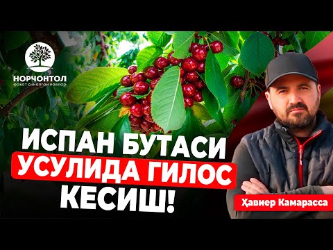 Видео: ХАЛҚАРО МУТАХАССИС КЕСИШ БЎЙИЧА БАРЧА СИРЛАРНИ АЙТДИ | ШУҲРАТ АБРОРОВ #shuhratabrorov