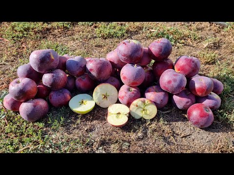 Видео: ОТЛИЧНЫЙ РЫНОЧНЫЙ СОРТ ЛЕТНЕГО ЯБЛОКА /ЯБЛОКО ВИЛЬЯМС ПРАЙД