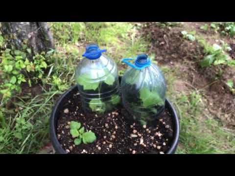 Видео: Хоста ирисы размножение Обновленная клумба Hosta & irises propagation My happy green gardening MINSK