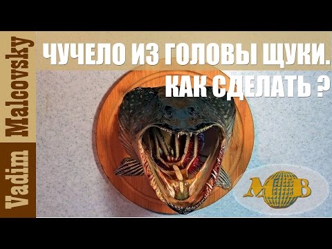 Видео: Изготовление чучела головы щуки. Как сделать трофейную голову щуки в домашних условиях.