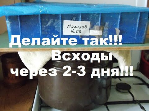 Видео: Сею гомфрену Хааге и ставлю на кастрюлю с кипящей водой!