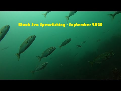 Видео: Подводен риболов в Черно Море - Септември 2020 (чернокоп, морски врани и други)