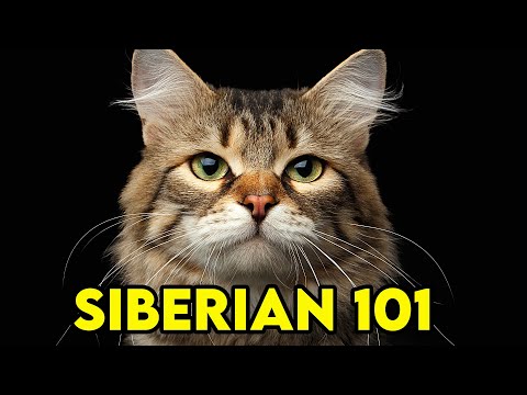Видео: СИБИРСКАЯ КОШКА 101 — ВСЁ, ЧТО ВАМ НУЖНО ЗНАТЬ! | Породы кошек 101