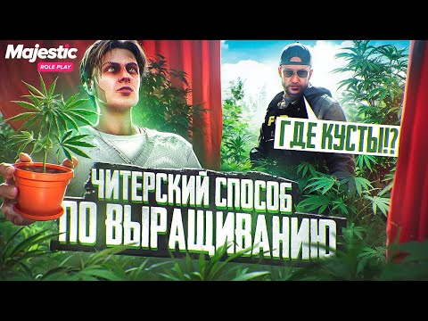 Видео: ЧИТЕРСКИЙ СПОСОБ по ВЫРАЩИВАНИЮ ЧАЯ в GTA 5 RP MAJESTIC