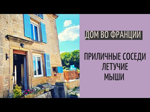 Видео: Дом во Франции #3| летучие мыши и приличные соседи