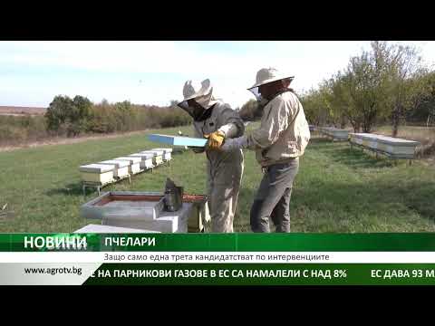 Видео: ПЧЕЛАРИ: Защо само една трета кандидатстват по интервенциите