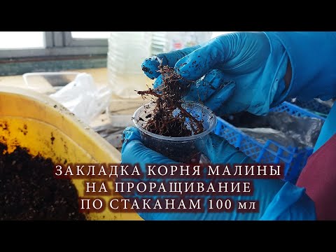Видео: Как посадить корень малины на проращивание.