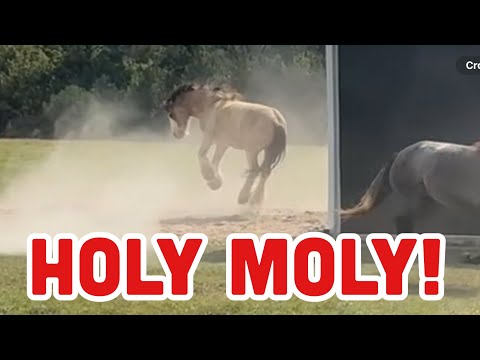 Видео: Моя лошадь прыгнула на батуте!