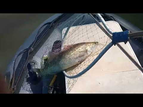 Видео: Судак.Щука .Ездил в Малышево Сузунский район 30 08 23