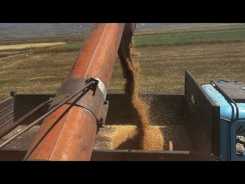 Видео: Одинь гектар 3 бункер 