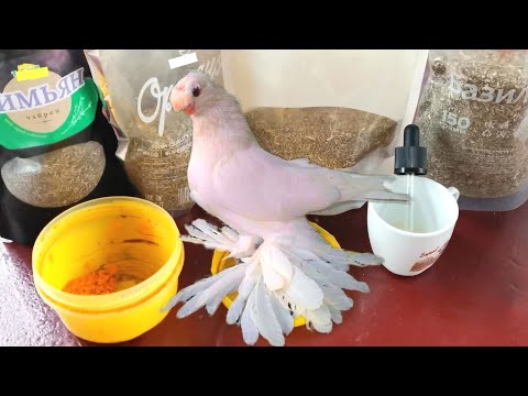 Видео: У голубей от лечебных трав глисты пошли наружу вот они. Medicinal herb against parasites in pigeons