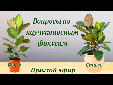Видео: Вопросы по каучуконосным фикусам (запись прямого эфира).