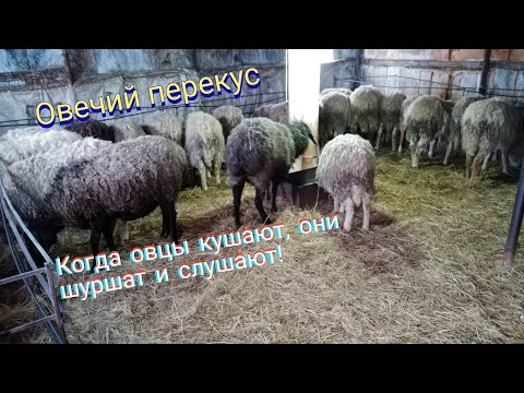 Видео: Кормление овец в домашних условиях | Sheep Farming