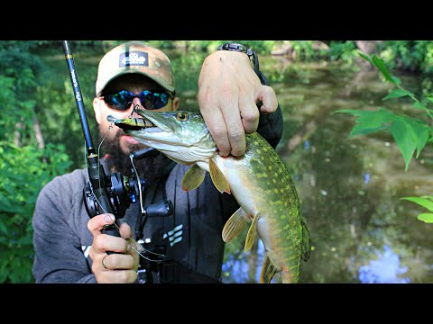 Видео: Не ТОГО ви "Тапали" Хомяка, ОЙ, не ТОГО! - Select Hamster 75SP.