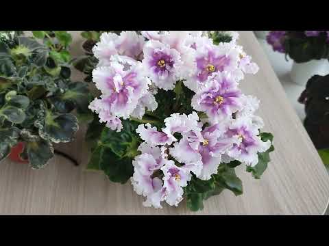 Видео: Набор сортов с герл листом