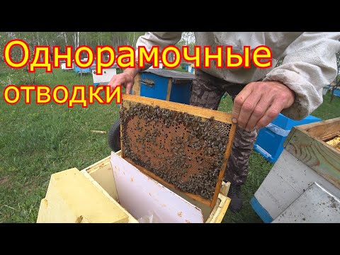 Видео: Делаем ОДНОРАМОЧНЫЕ ОТВОДКИ! Заселение ШЕСТИРАМОЧНИКОВ