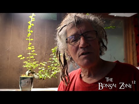 Видео: Обрезка бирючины, клёна трёхзубчатого, ясеня голубого и хекберри, Зона бонсай, октябрь 2025 г.