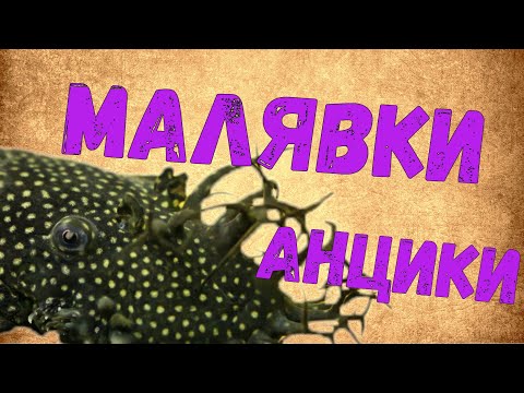 Видео: Анциструс (Ancistrus dolichopterus) / Инкубация икры/ Кормление и развитие малька