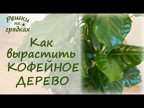 Видео: Кофейное дерево Уход и содержание в домашних условиях