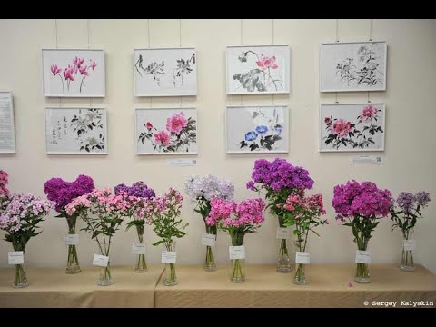 Видео: Все 60 новинок на выставке "Мир Флоксов - 2022"