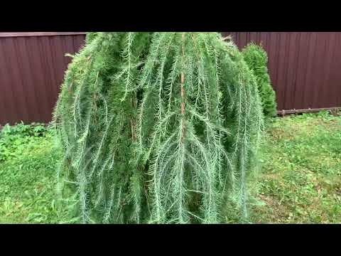 Видео: Лиственница плакучая - просто глаз не отвести!