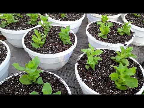 Видео: РАЗМНОЖЕНИЕ АМПЕЛЬНОЙ ПЕТУНИИ И ФУКСИЯ СПОСОБОМ ЖИВЧЕНИЯ #субтитры #popular #easy #subtitles