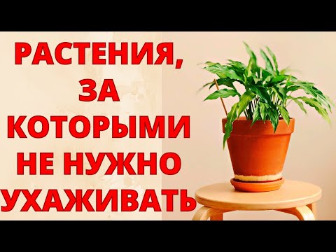 Видео: САМЫЕ НЕПРИХОТЛИВЫЕ КОМНАТНЫЕ РАСТЕНИЯ! Посадил и забыл! Цветы, за которыми не нужно ухаживать!