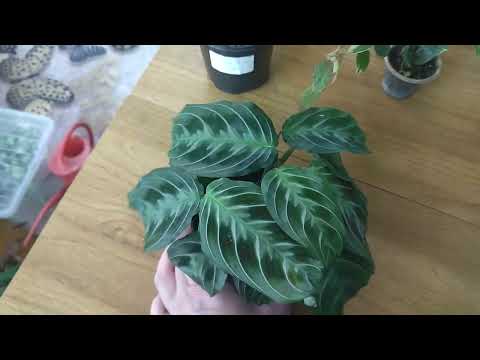 Видео: В моем цветочном полку прибыло. Февральские новинки комнатных растений.