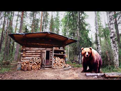 Видео: Неожиданный Гость: Медведь Зашел в Избу — Уникальные Кадры с Фотоловушки