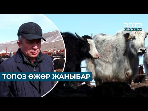Видео: ТОПОЗ ӨЖӨР ЖАНЫБАР