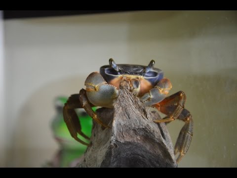 Видео: Уборка в крабовом доме. Замена воды.