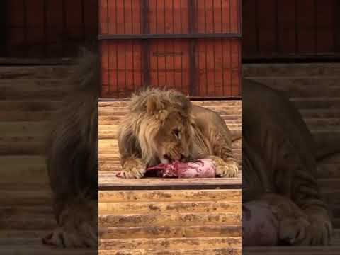 Видео: Сороки ждут, когда король Шерхан трапезу завершит!) Минский зоопарк 