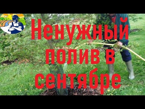 Видео: Ненужный полив в сентябре.