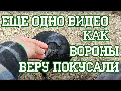 Видео: Гладить воронов - это больно