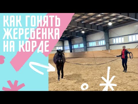 Видео: КАК ГОНЯТЬ ЖЕРЕБЁНКА НА КОРДЕ