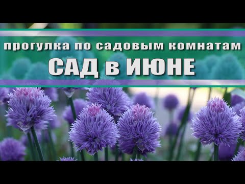 Видео: Обзор сада в начале июня // что цветет и что не хочет цвести в этом сезоне // лето 2023