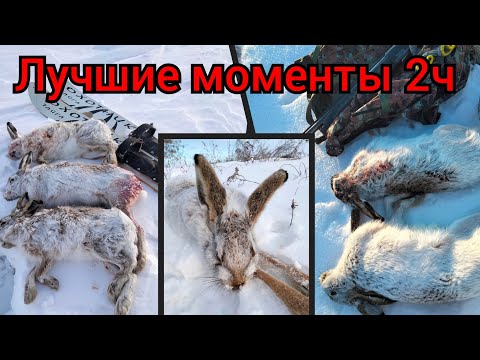 Видео: Охота на зайца . Лучшие моменты. 10 зайцев. Только выстрелы!!!
