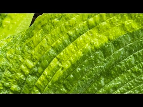 Видео: Вирус на хосте. 🧐У меня беда 😔#волгоград#растения #хобби #друзья#