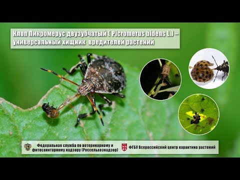 Видео: Клоп Пикромерус двузубчатый ( Picromerus bidens L.) – универсальный хищник  вредителей растений