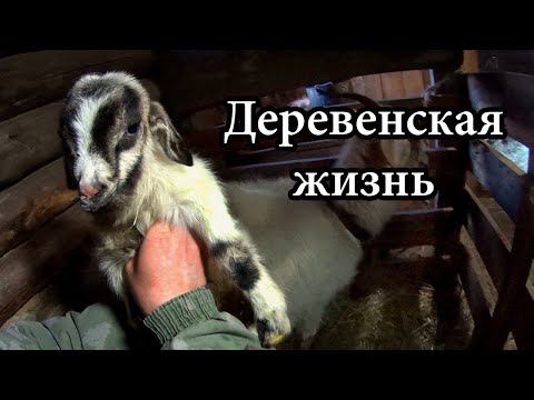 Видео: МЫ БЫЛИ УДИВЛЕНЫ! БЕЛКА РОДИЛА! Типичные деревенские будни