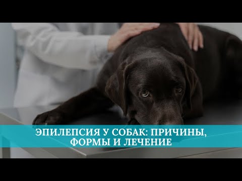 Видео: Эпилепсия у собак: причины, формы и лечение
