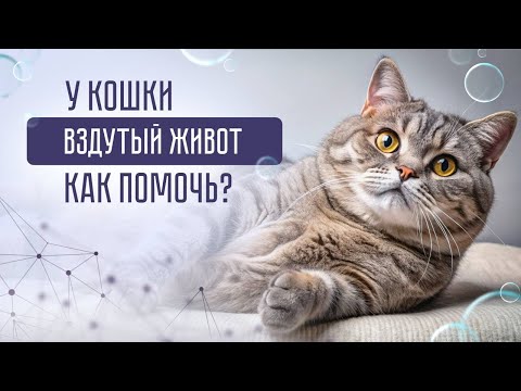 Видео: Почему у кошки вздутый живот? Опасные и неопасные причины