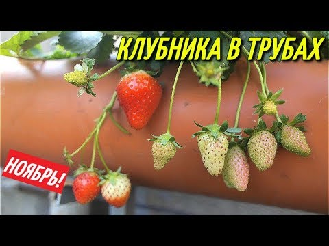 Видео: КЛУБНИКА В ТРУБАХ И ПОДВЕСНЫХ ГРЯДКАХ-НОЯБРЬ 2018.