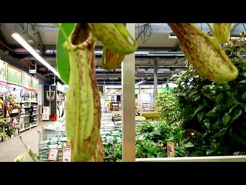 Видео: 🌿 Прогулка по Оби⚘Цветочный Релакс🍃