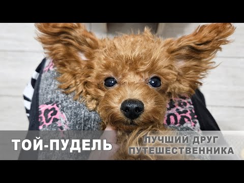 Видео: Той-пудель: цена щенка, плюсы и минусы, отличия от мальтипу