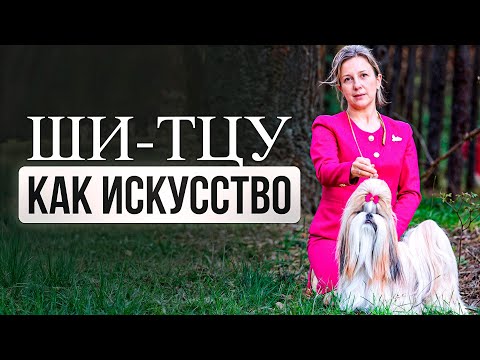 Видео: Выставка СТОЛИЦА. Всё про Ши-тцу и Уход за Питомцами