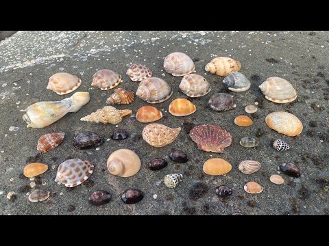 Видео: Как найти австралийские ракушки | Охота за ракушками в Австралии (ДЖЕКПОТ)