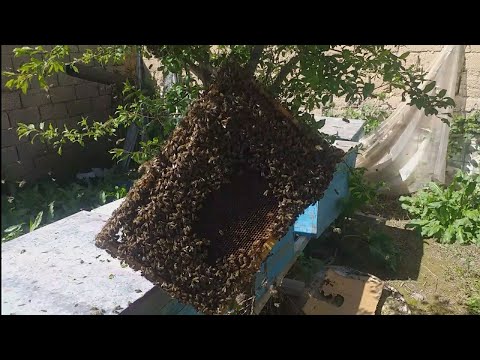 Видео: Занбури ройа бинед чихел капидам 🤔🤔🤔🤔🤔🤔