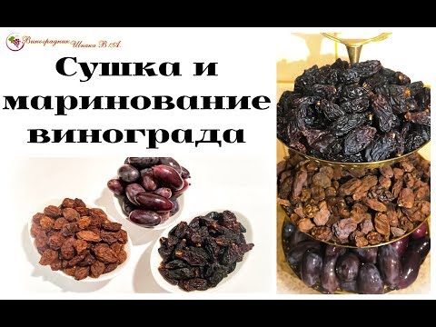 Видео: Сушка ( домашний изюм) и маринование винограда